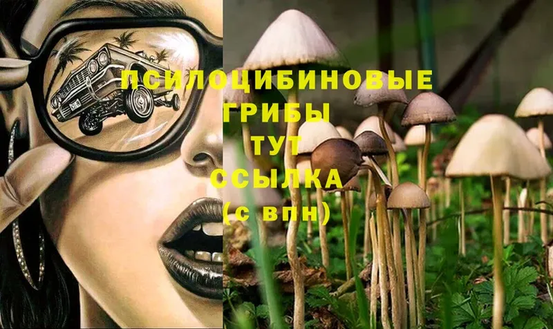 Псилоцибиновые грибы Psilocybe  даркнет сайт  Гремячинск 